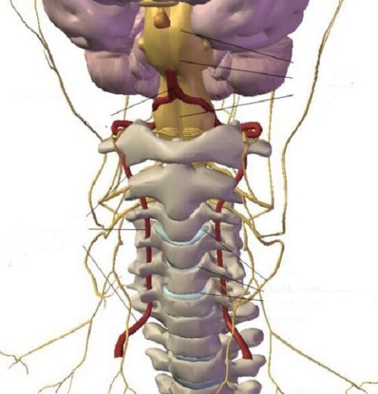 La estructura del área cervical